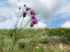 Centaurea scabiosa adpressa