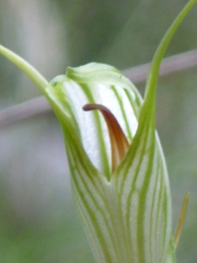 Pterostylis longicurva