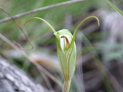 Pterostylis longicurva