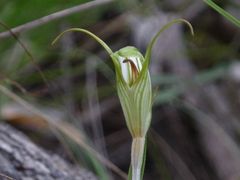 Pterostylis longicurva