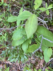Ilex mucronata image