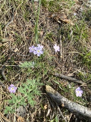 Phlox sibirica