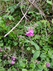 Silene dioica