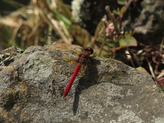 Sympetrum gilvum
