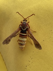 Paranthrene robiniae