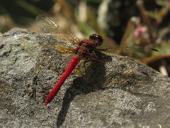 Sympetrum gilvum