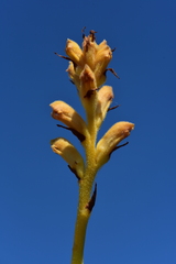 Orobanche caryophyllacea