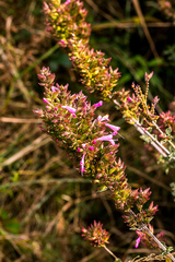 Syncolostemon densiflorus