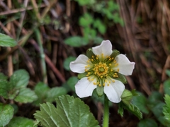 Geum sikkimense