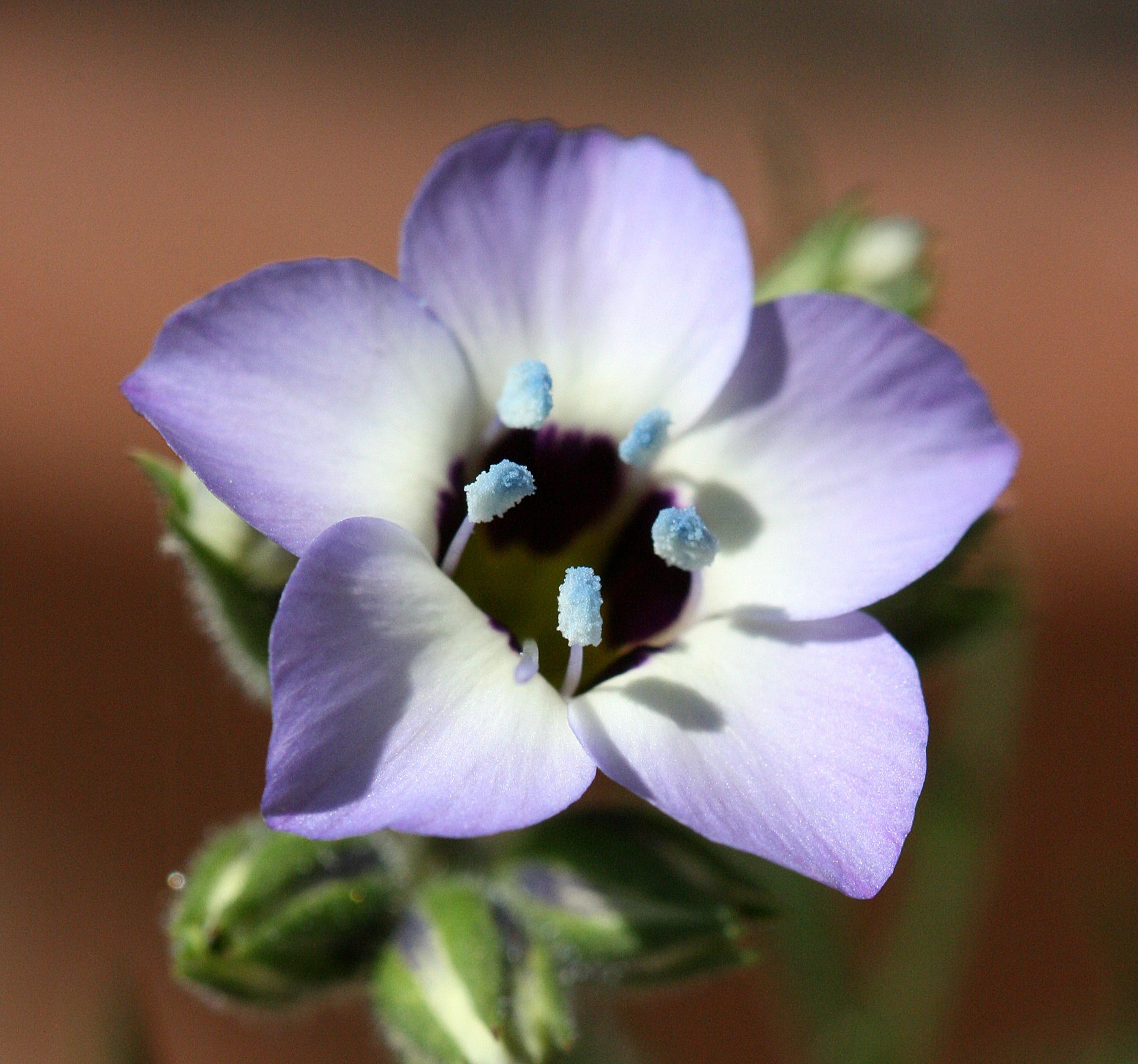 Gilia