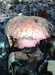 Rubroboletus