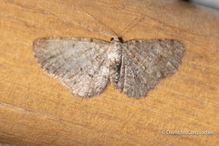 Aethalura intertexta