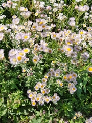 Erigeron