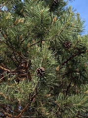 Pinus sylvestris