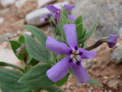 Jamesbrittenia fruticosa