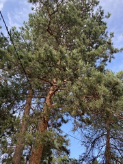 Pinus sylvestris