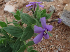 Jamesbrittenia fruticosa