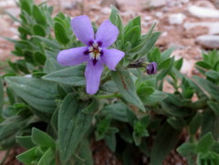 Jamesbrittenia fruticosa