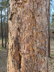 Pinus sylvestris