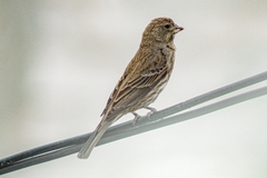 Haemorhous mexicanus