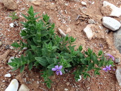 Jamesbrittenia fruticosa