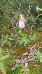 Cypripedium acaule image