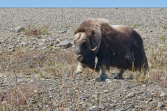 Ovibos moschatus