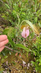 Cypripedium acaule image