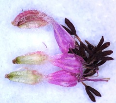 Erica similis