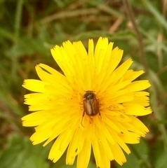 Chasmatopterus