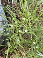 Thesium repens