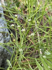 Thesium repens