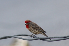 Haemorhous mexicanus