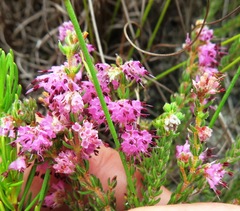 Erica similis