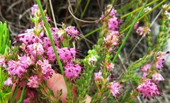 Erica similis