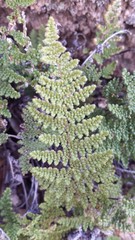 Myriopteris wootonii