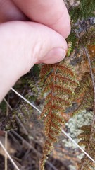 Myriopteris wootonii