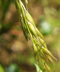 Megaloceroea recticornis