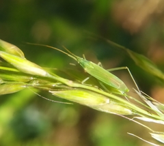 Megaloceroea recticornis