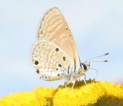 Azanus ubaldus