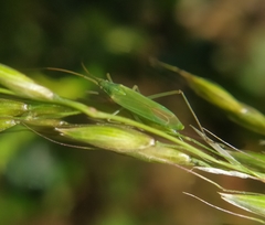 Megaloceroea recticornis