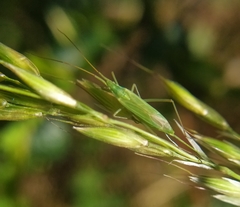 Megaloceroea recticornis