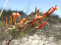 Tylecodon grandiflorus