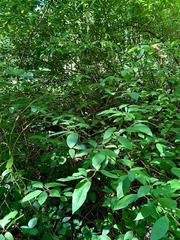 Cornus sericea occidentalis