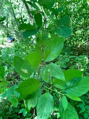 Cornus sericea occidentalis