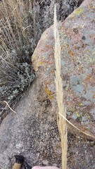 Muhlenbergia emersleyi