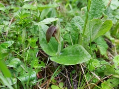 Cypripedium elegans