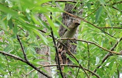 Carpodacus erythrinus grebnitskii
