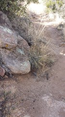 Muhlenbergia emersleyi