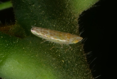 Aconura